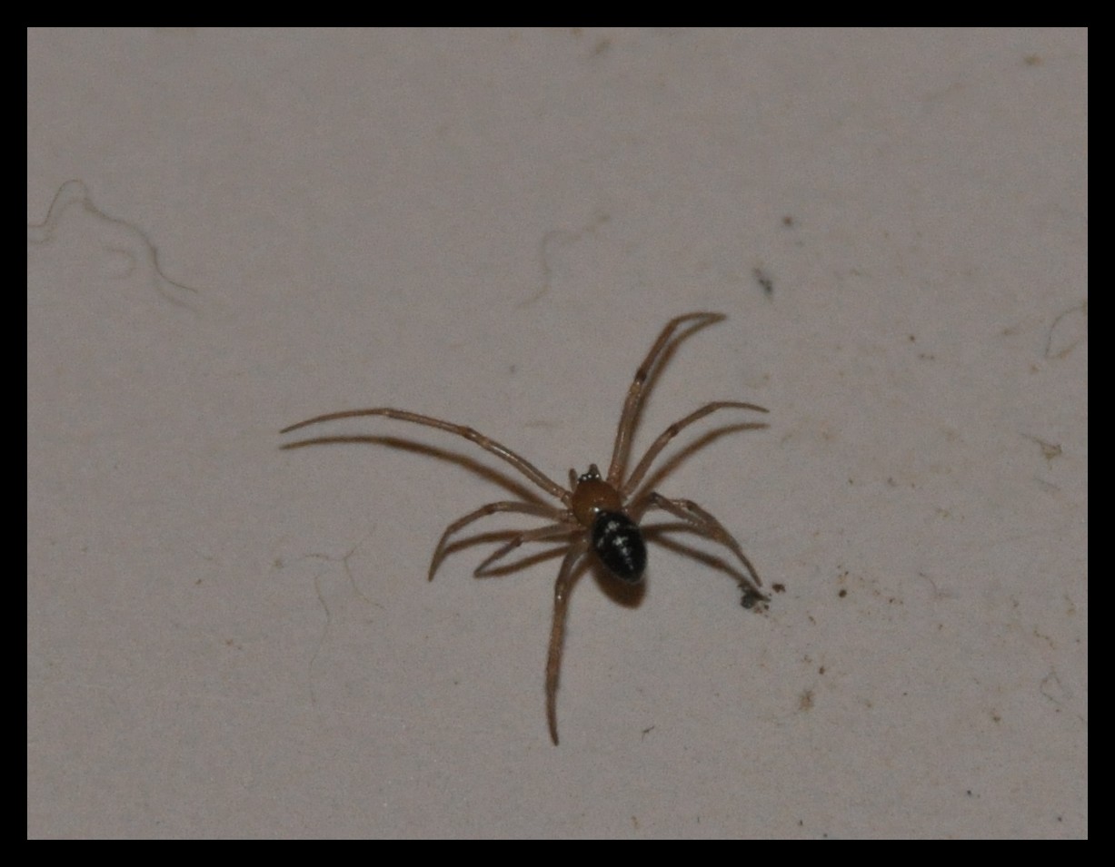 Pholcus phalangioides e Steatoda grossa